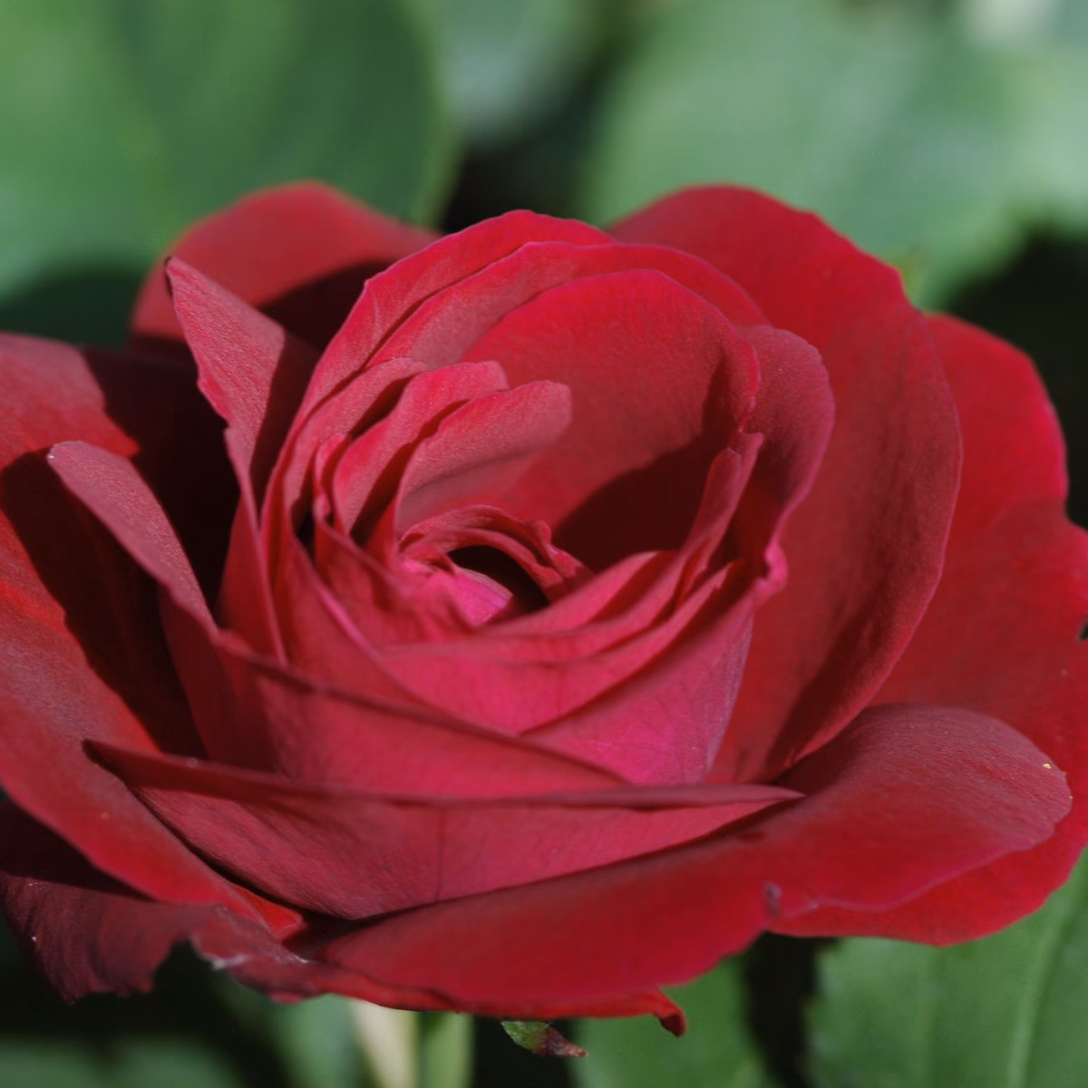Was hat die Rose Dornen oder Stacheln?