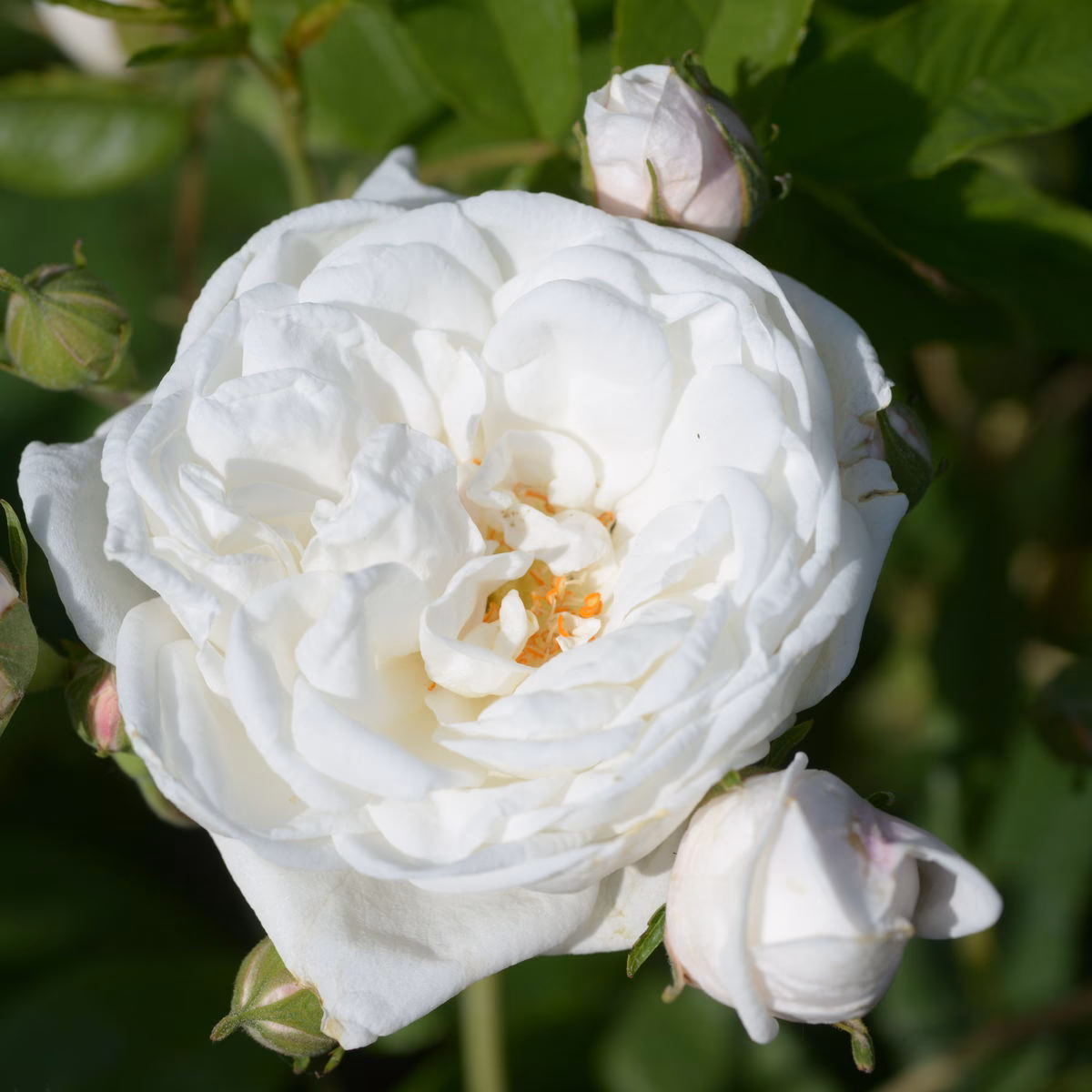 Was bedeutet es, wenn ein Rosenstrauch Dornen hat?