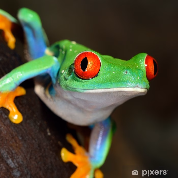 Ist der Rotaugenlaubfrosch ein Frosch mit roten Augen?
