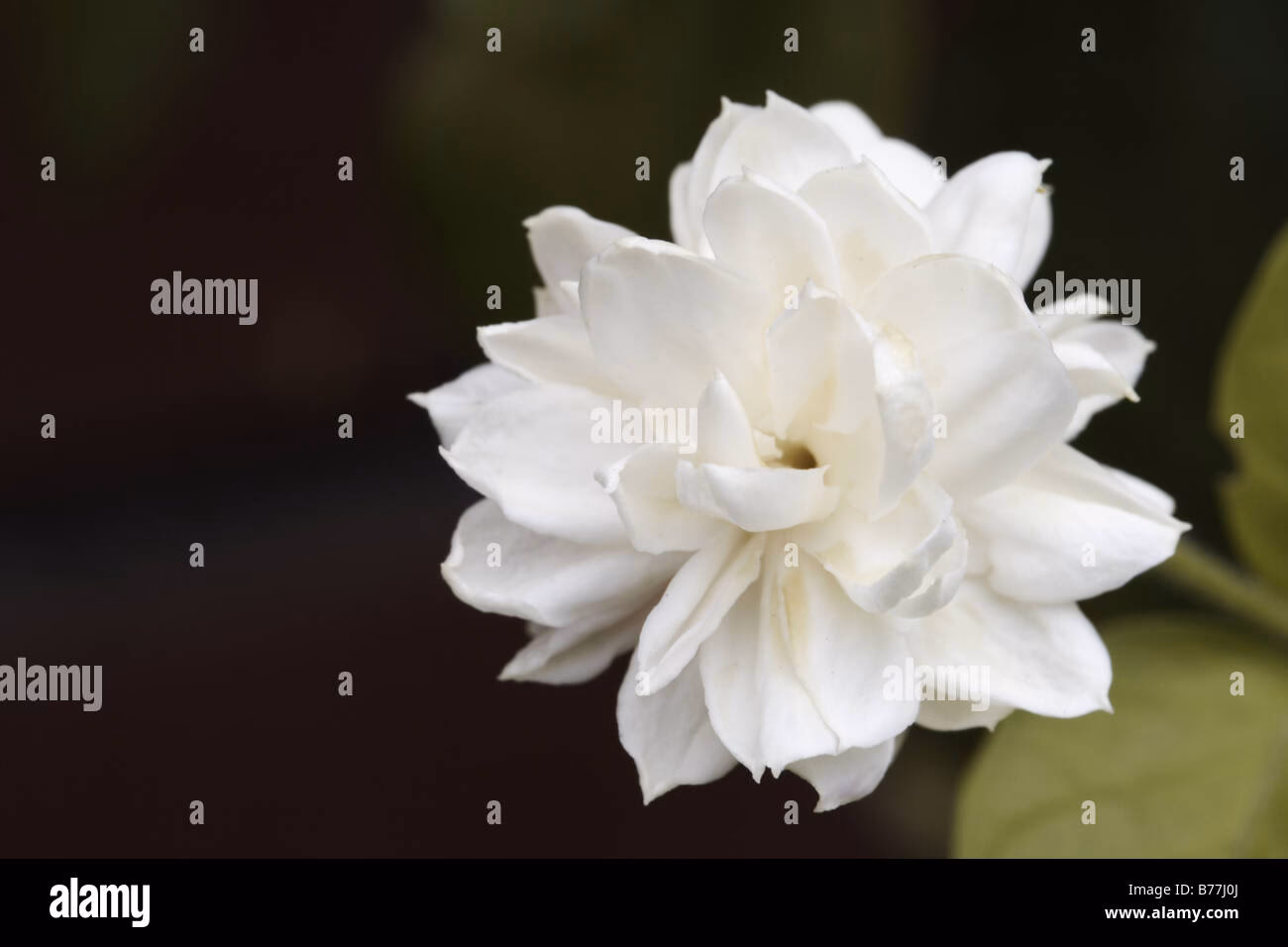 Was ist der Unterschied zwischen Sampaguita und Jasmin?