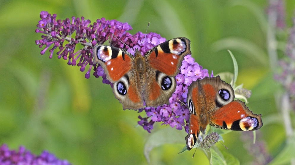 Was sind Schmetterlingsblumen?