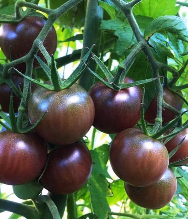 Welche ist die beste schwarze Tomate?