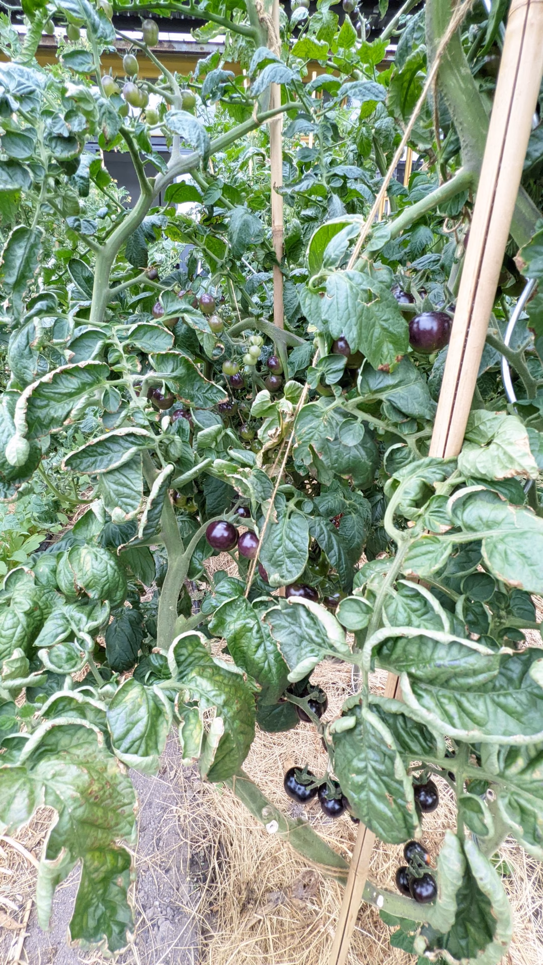 Was ist das besondere an schwarzen Tomaten?