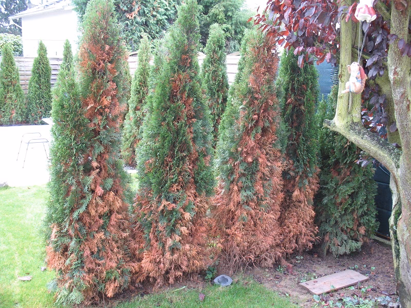 Kann Thuja neu austreiben?