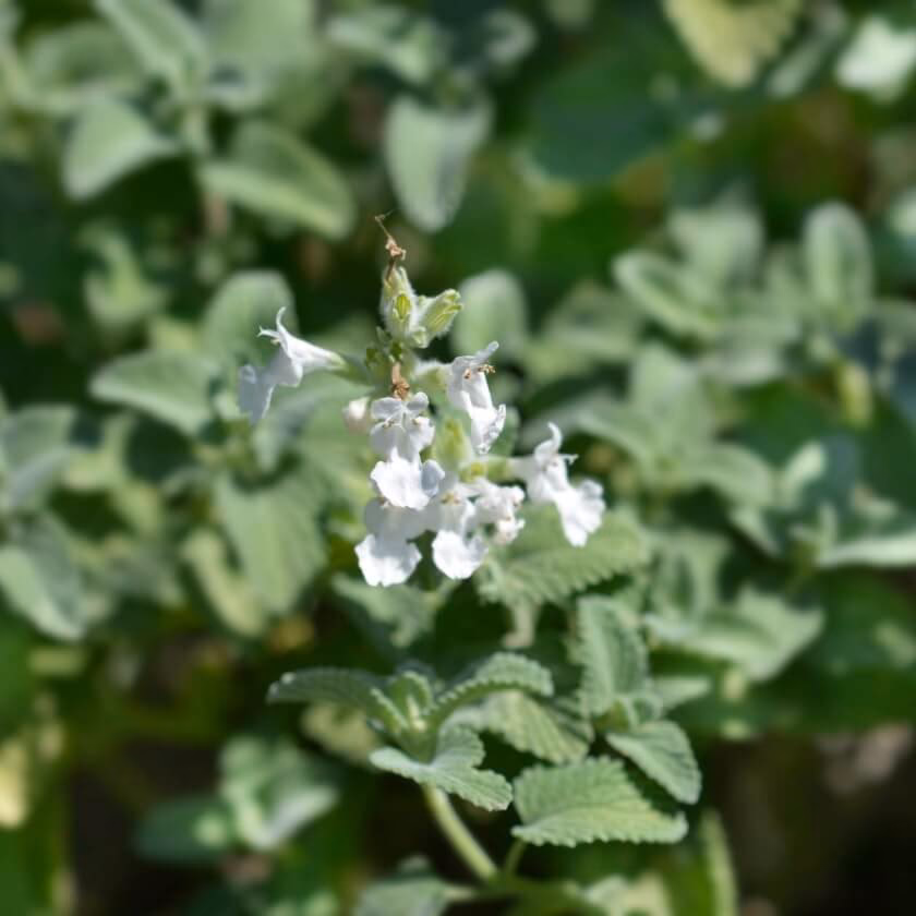 Wann pflanzt man Sommer-Knotenblumenzwiebeln?
