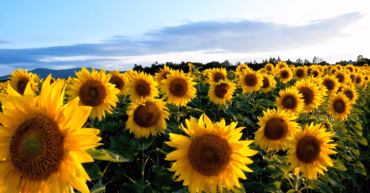 Wie wirkt sich die Temperatur auf das Wachstum von Sonnenblumen aus?