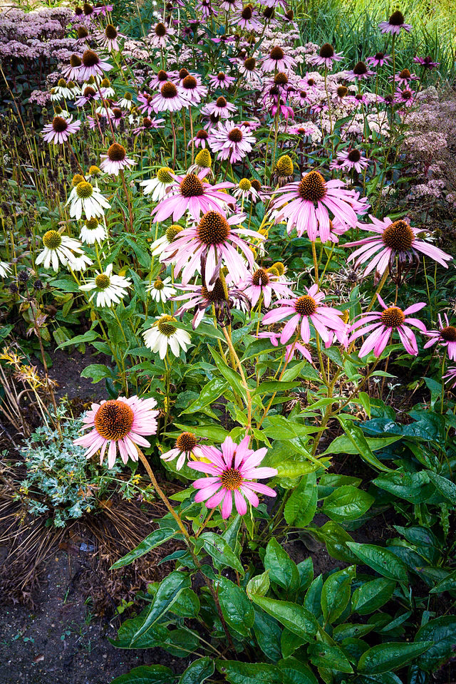 Wie heißt Rudbeckia auf Deutsch?