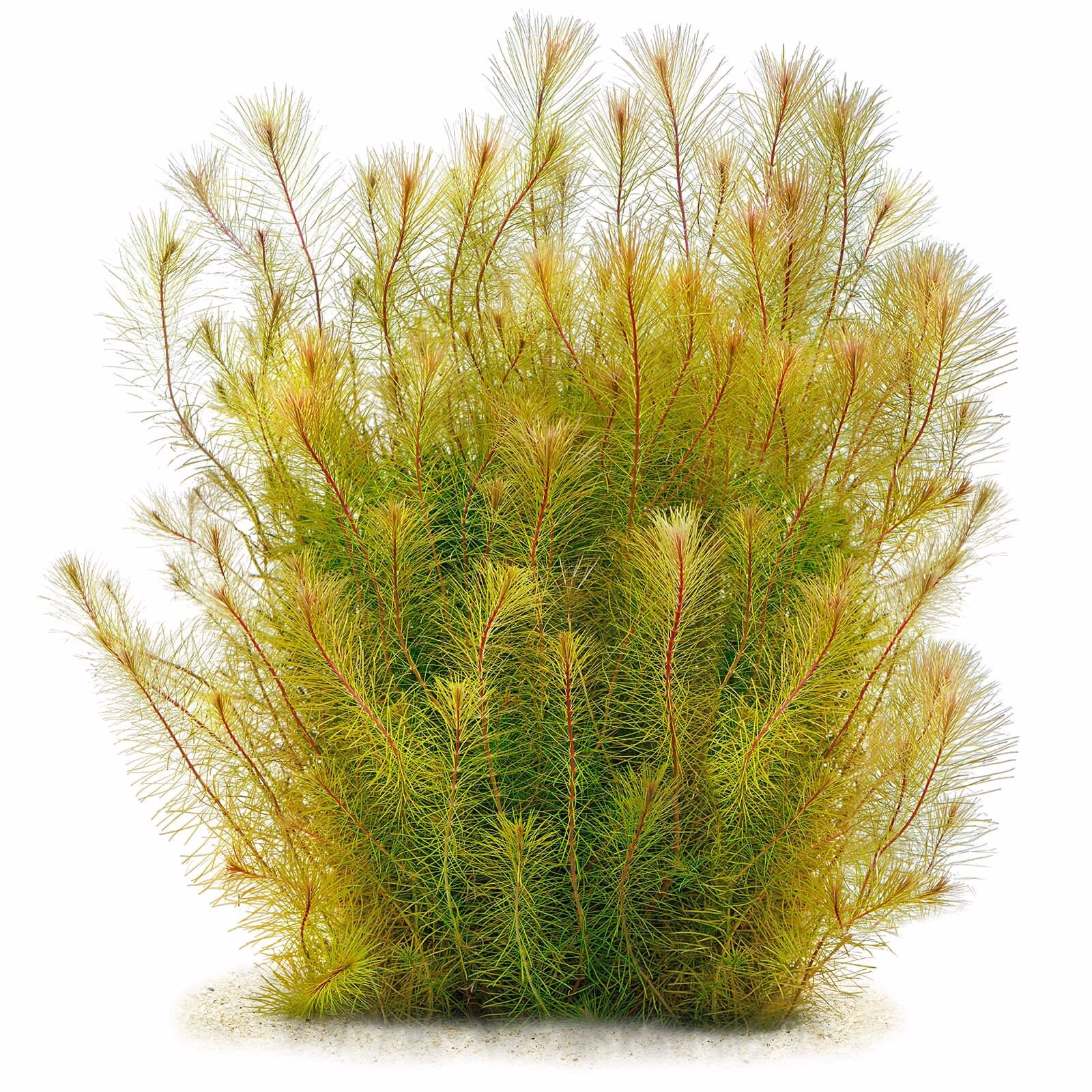 Wie pflege ich Rotala rotundifolia?