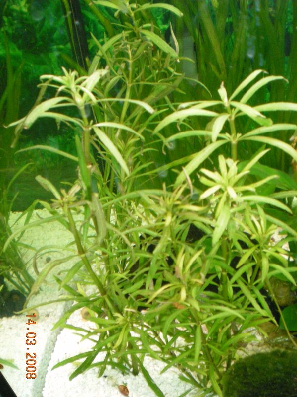 Wie pflege ich Rotala rotundifolia?