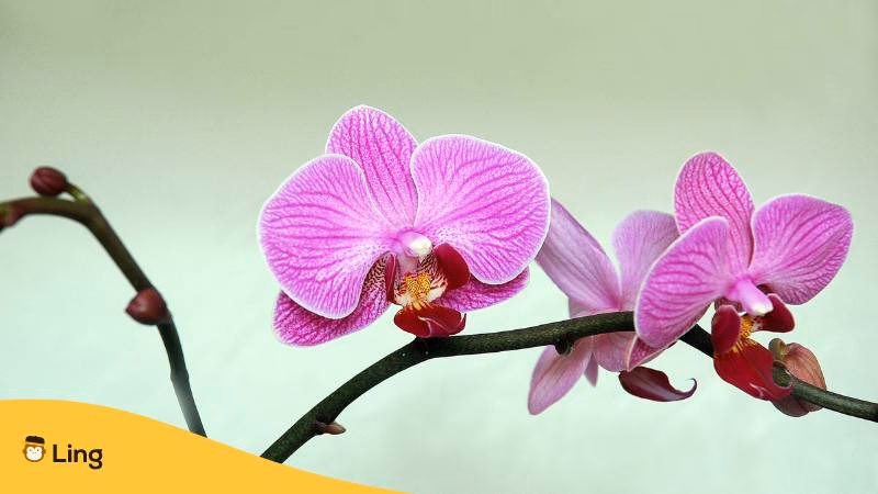 Für welche Blume ist Thailand bekannt?