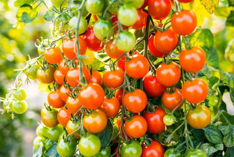 Wie spät ist es zu spät, Tomaten zu pflanzen?