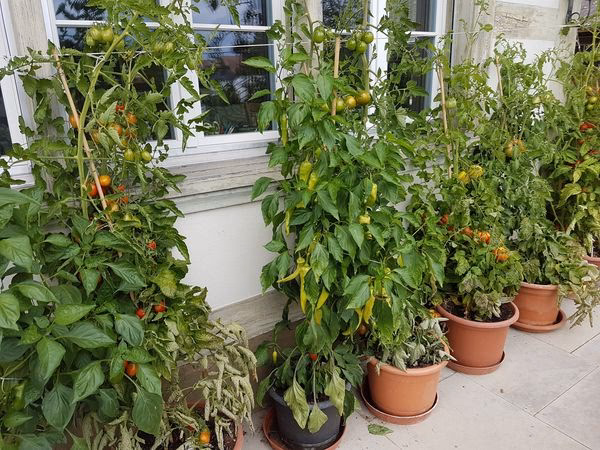 Wie groß muss ein Topf für eine Tomatenpflanze sein?