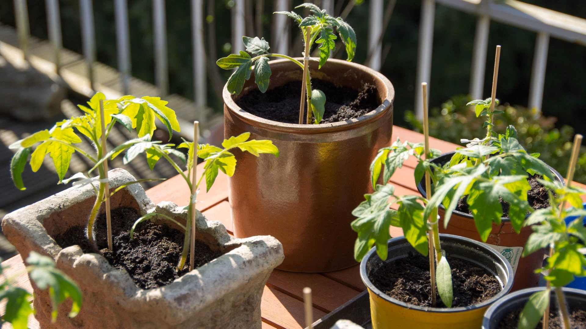 Wie pflege ich meine Balkontomaten?