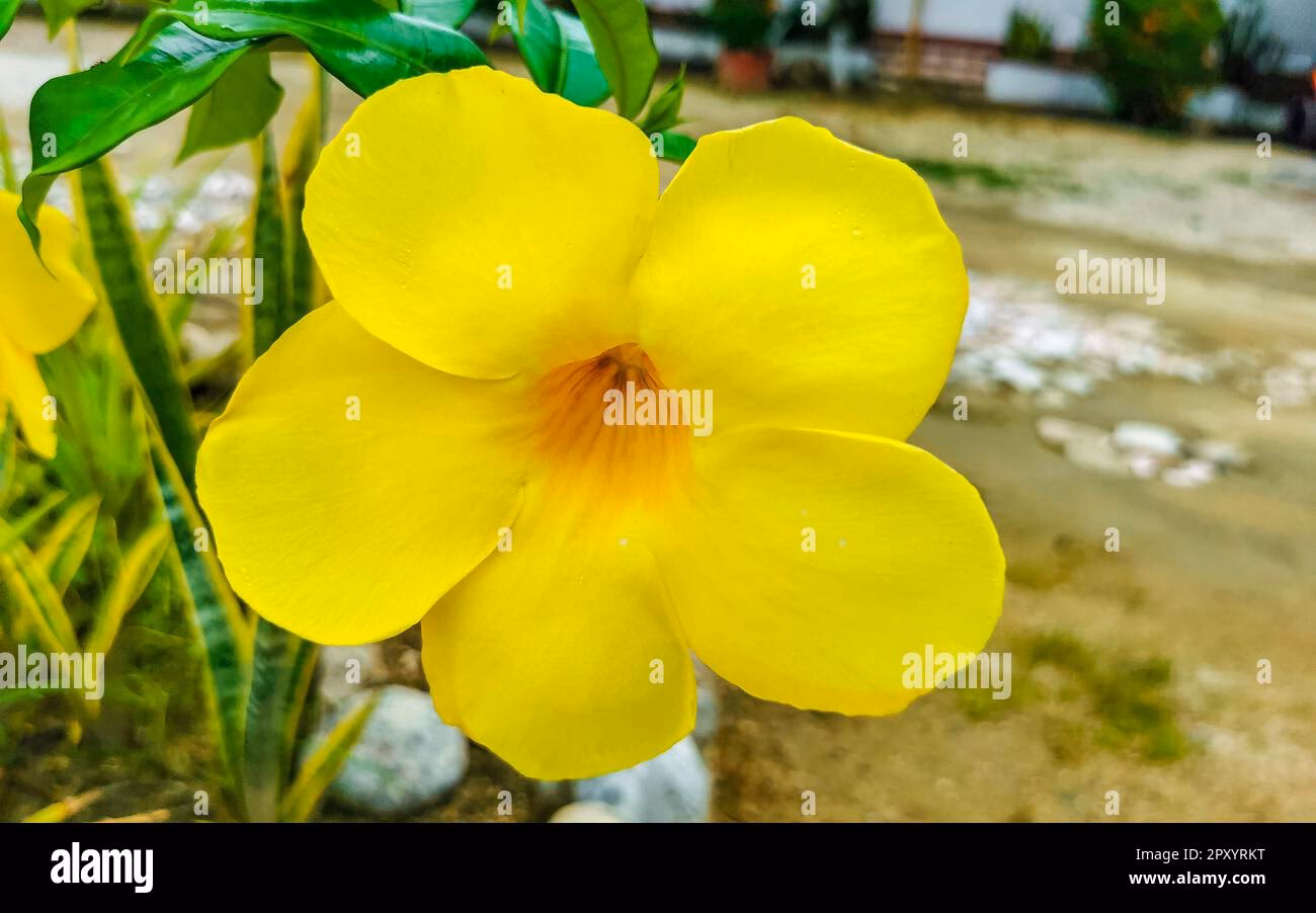 Welche ist die berühmteste Blume in Mexiko?
