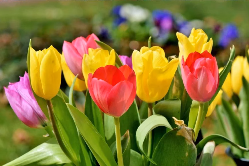 Gibt es Tulpen in der Türkei?