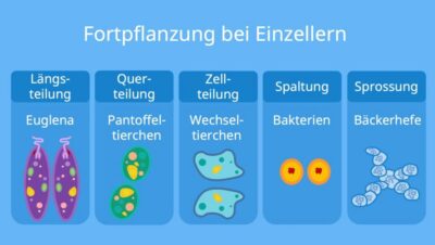 Ungeschlechtliche Fortpflanzung Formen Beispiele Floristik Haenni