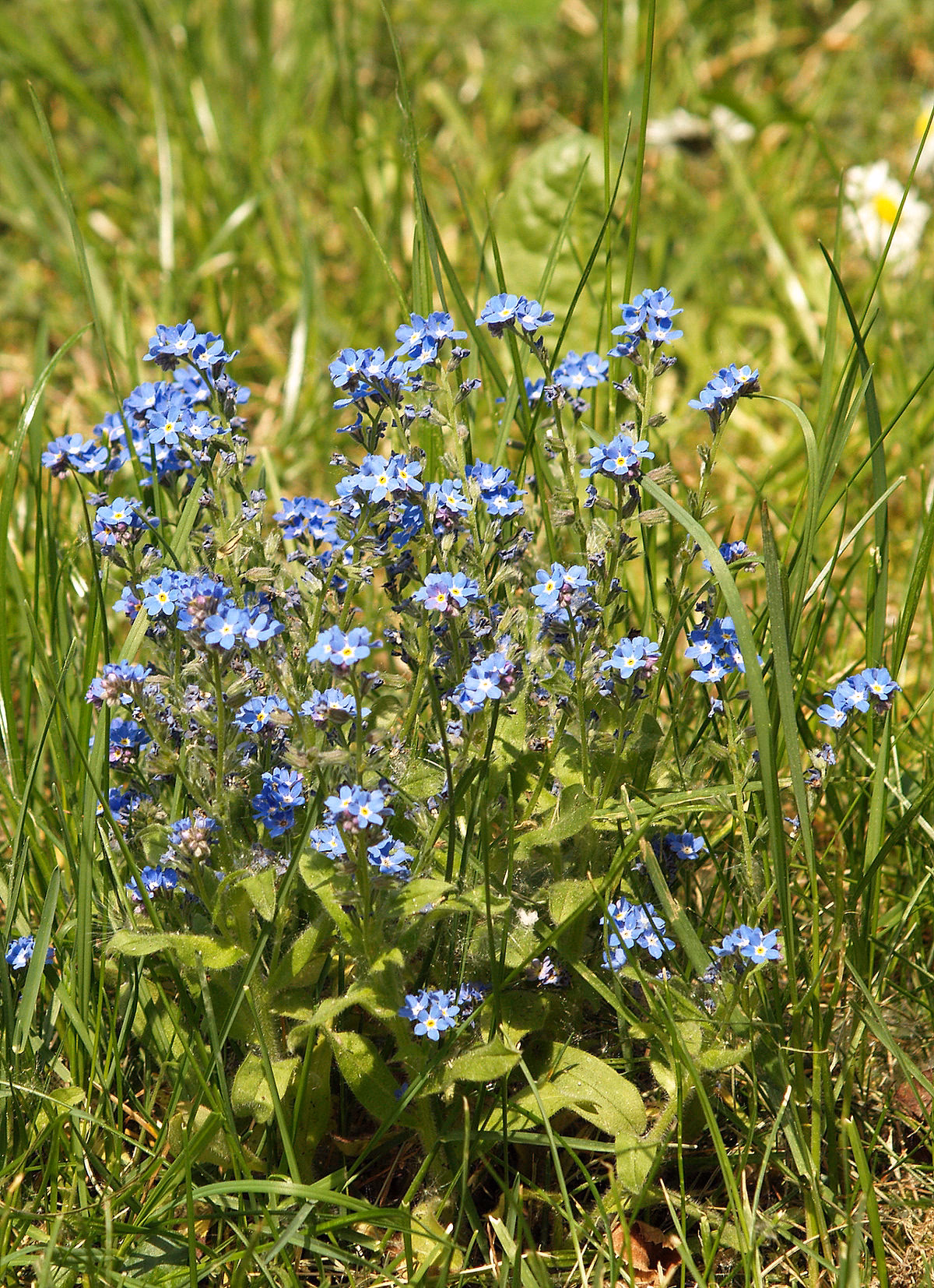 Wie heißen „Vergissmeinnicht-Blumen“?