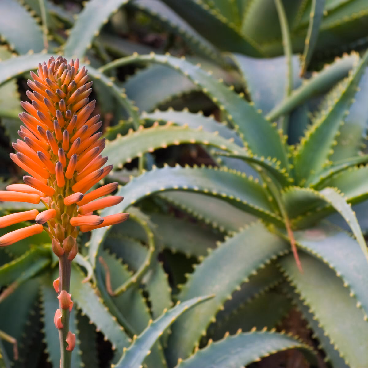 Welche Arten von Aloe vera Pflanzen gibt es?