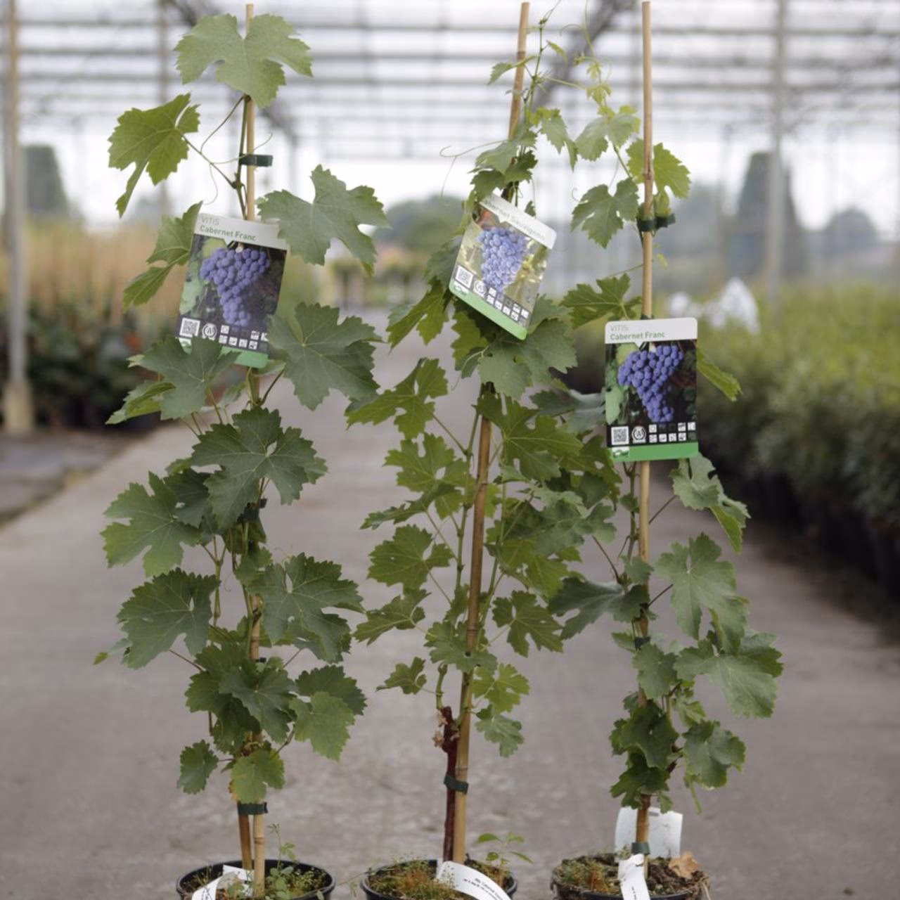 Ist Vitis vinifera essbar?
