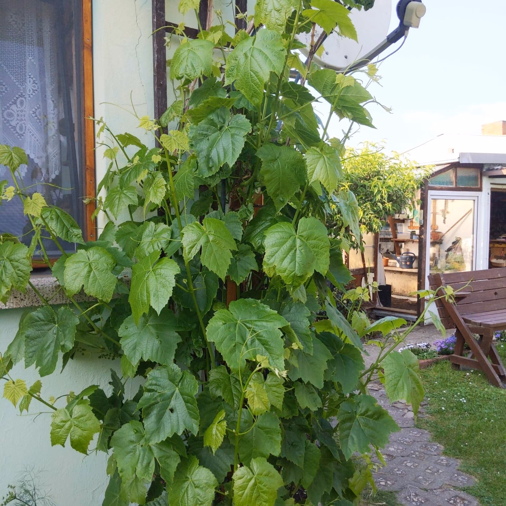 Was sind die Besonderheiten der Weinrebe?