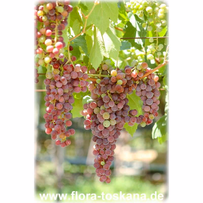 Wofür ist Vitis?