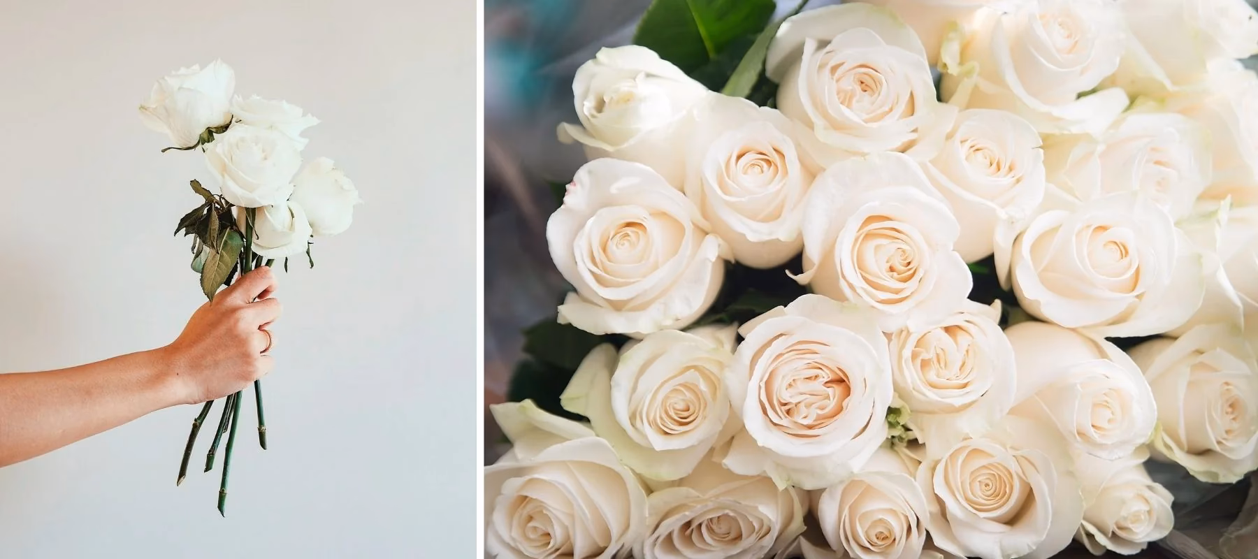 Wer schenkt weiße Rosen?