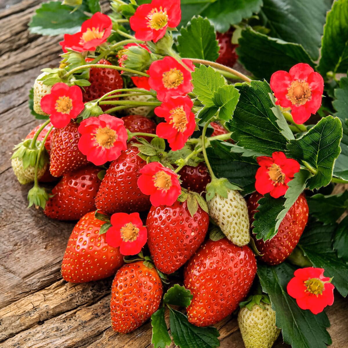 Welche Blumen kann man mit Erdbeeren zusammen Pflanzen?