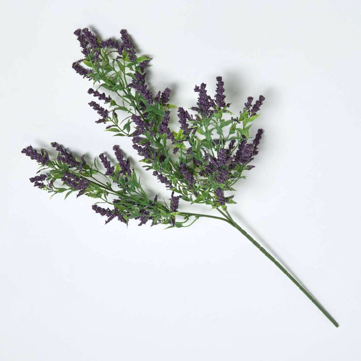 Wächst Lavendel in den USA?