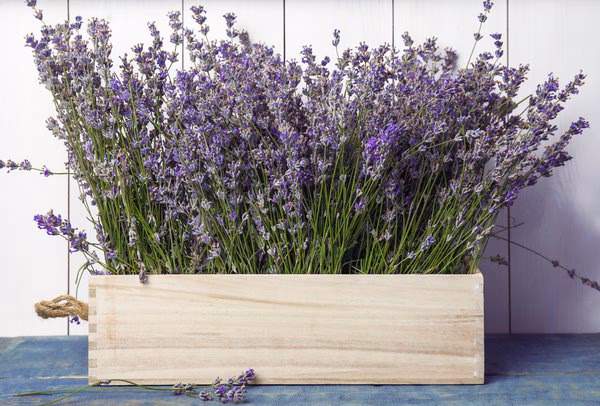 Ist Lavendel im Schlafzimmer gesund?