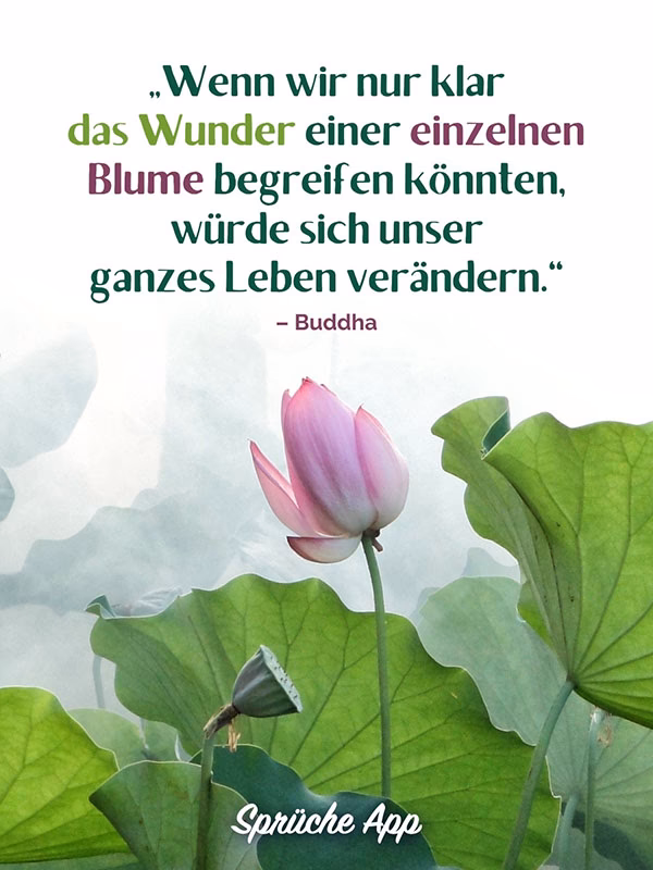 Welche Redewendungen gibt es mit Blumen?